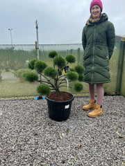 pinus nigra brepo bonsai Pinus Nigra Brepo Bonsai 25 Litre Pot — Grasslands Nursery