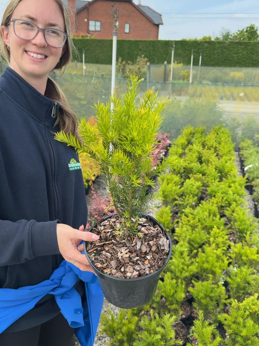 Taxus baccata 'Groenland' - Yew 3 Litre Pot