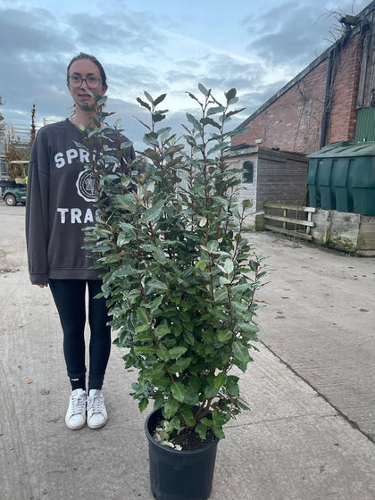 Elaeagnus x Ebbingei Compacta 15 Litre Pot 130-140cm Bushy