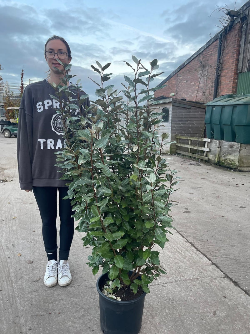 Elaeagnus x Ebbingei Compacta 15 Litre Pot 130-140cm Bushy