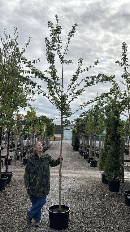 Acer campestre Elsrijk Heavy Std 8-10cm Girth
