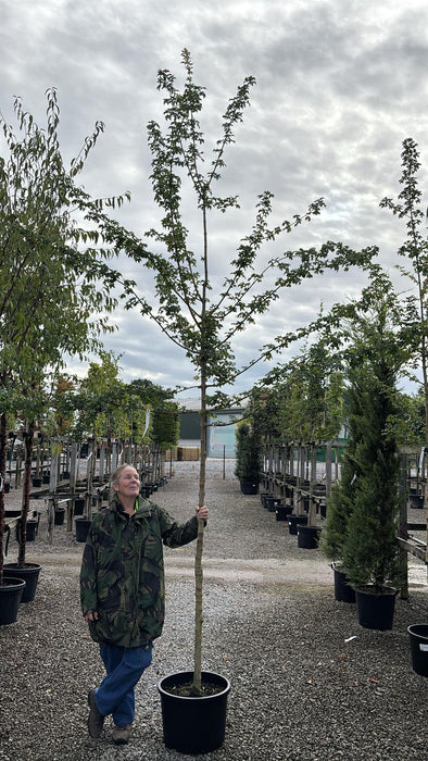 Acer campestre Elsrijk Heavy Std 8-10cm Girth