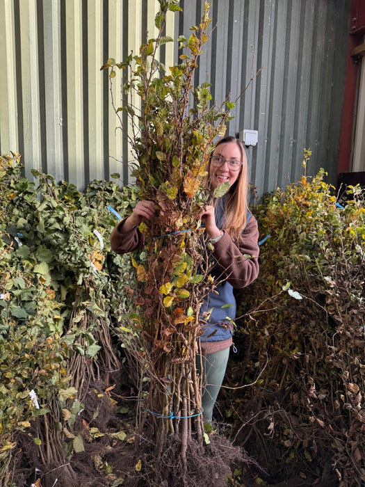 Hornbeam Hedging 100/120cm Bare Root Delivery Jan/Feb