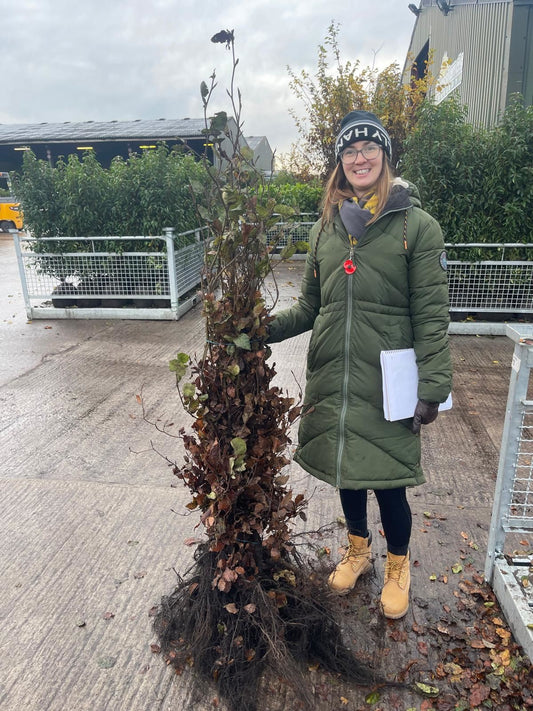 Beech Hedging Green 125-150cm Bare Root Delivery from November