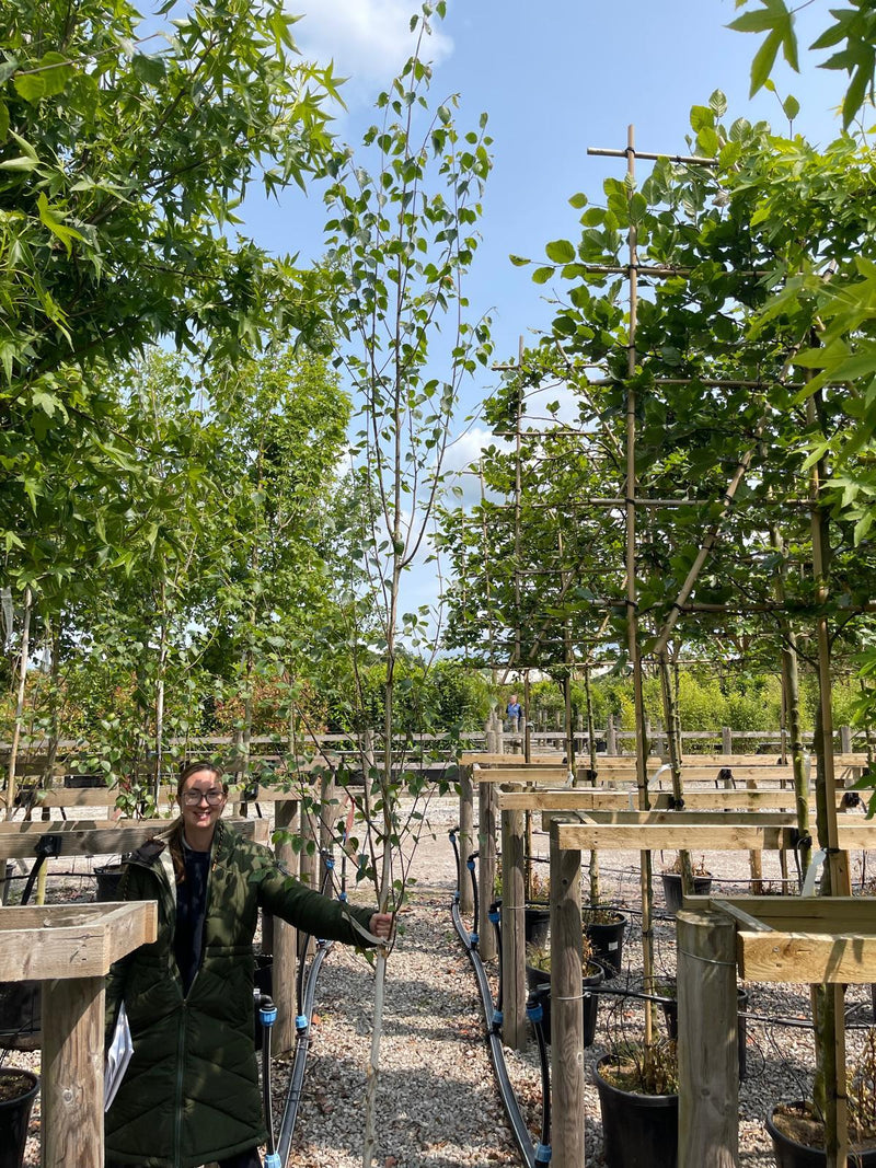 Betula Utilis Jacquemontii 6/8cm Girth