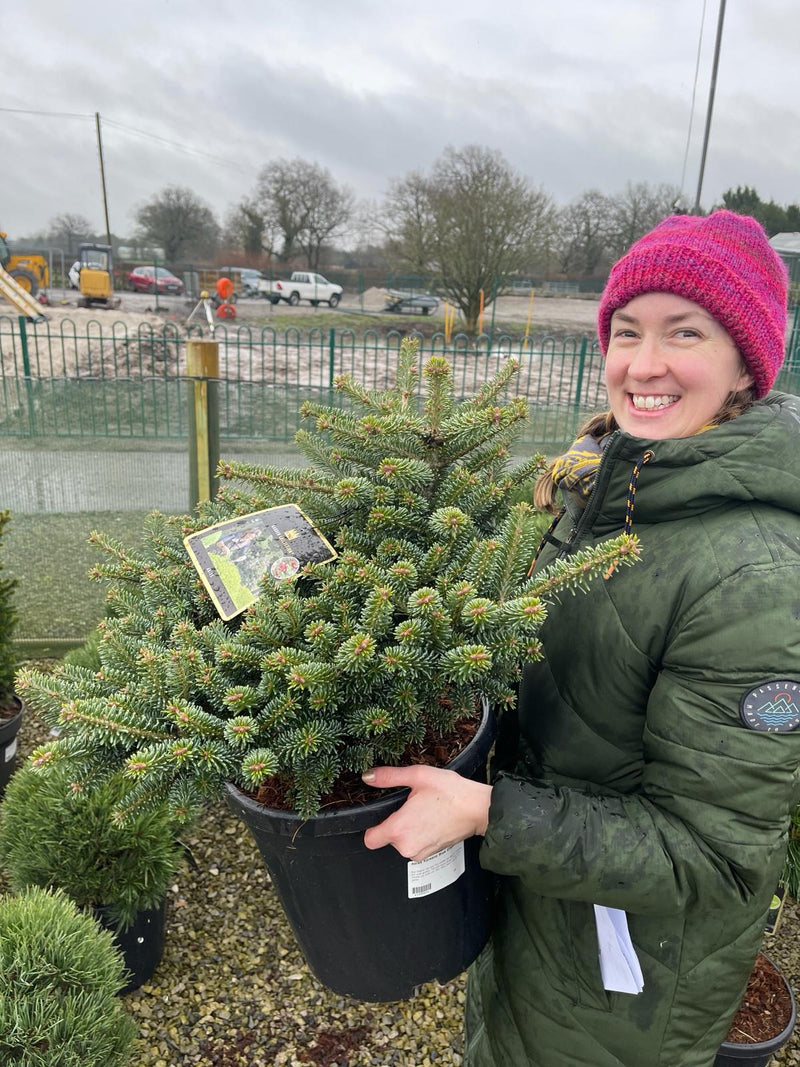 Abies koreana Blue Emperor 18 Litre Pot