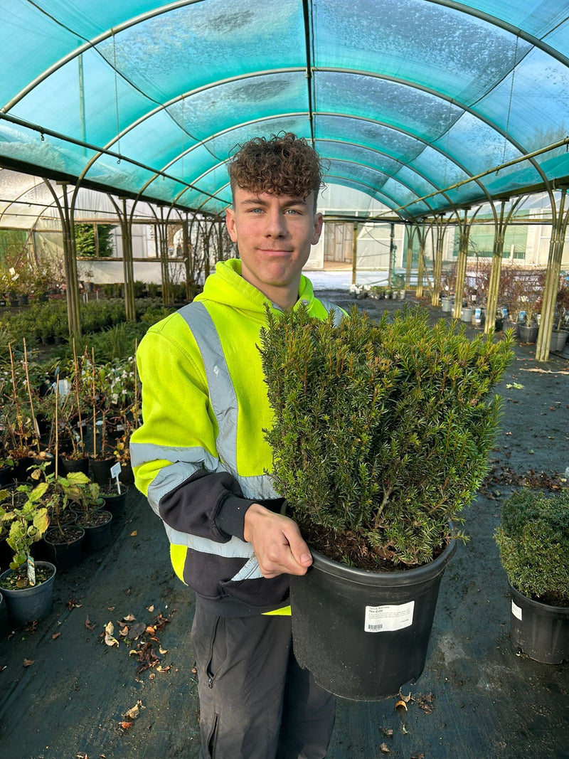 Taxus Baccata Cube 30cm — Grasslands Nursery