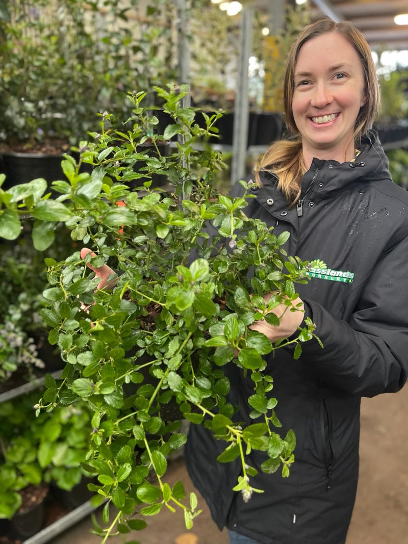Ceanothus thyrsiflorus Repens 3 Litre Pot