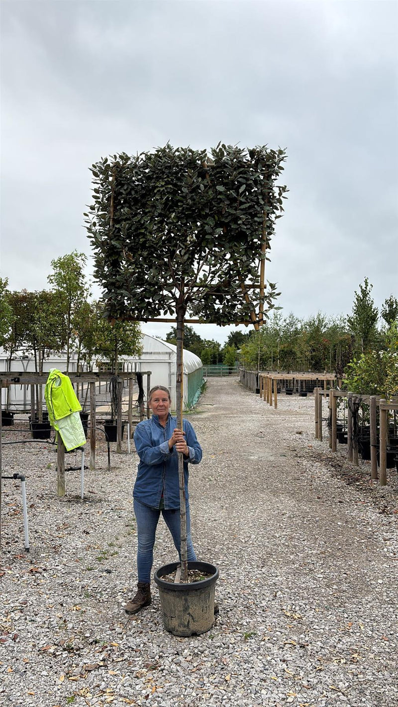 Elaeagnus Ebb. Compacta Pleached 8/10cm G. 180cm Stem 120x120cm Frame