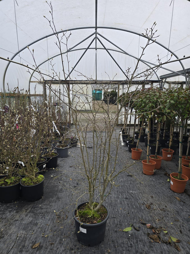 Magnolia Leonard Messel 20 Litre Pot