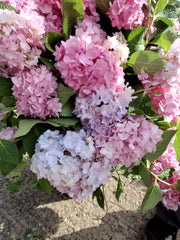 Hydrangea Macro Endless Summer Blue 20 Litre Pot 60/80cm