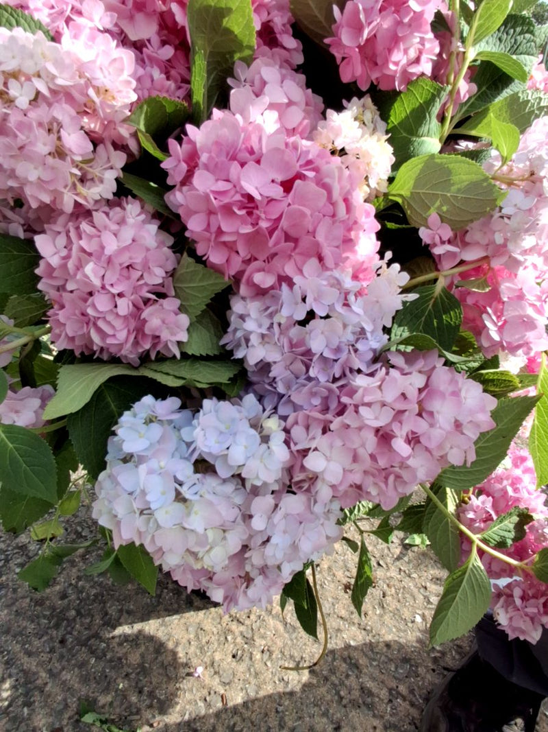 Hydrangea Macro Endless Summer Blue 20 Litre Pot 60/80cm
