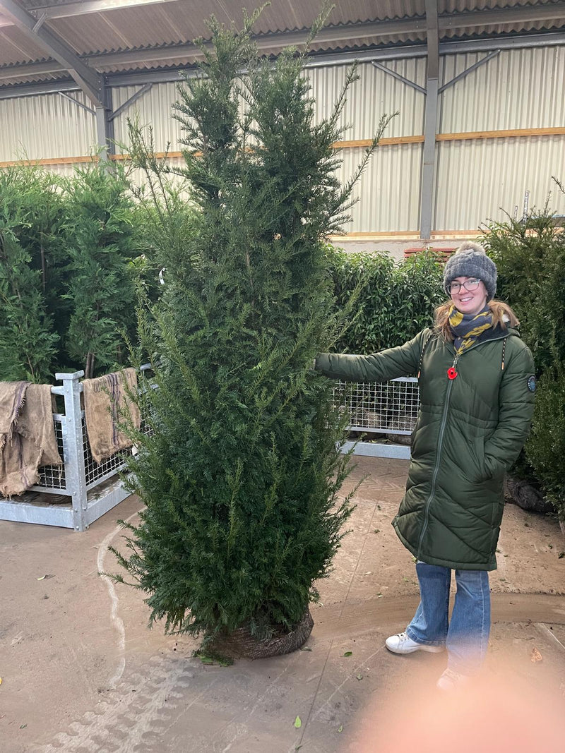 Yew Groenland Hedging Root Ball Pruned Solitaire 200cm