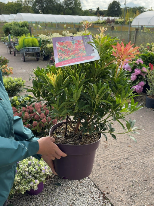 Pieris Japonica Forest Flame 7.5 Litre Pot