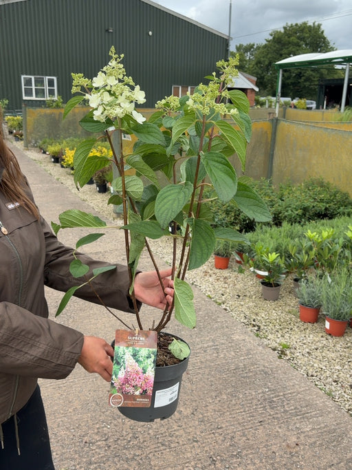 Hydrangea Paniculata Pinky Winky 4 Litre Pot 40/60cm