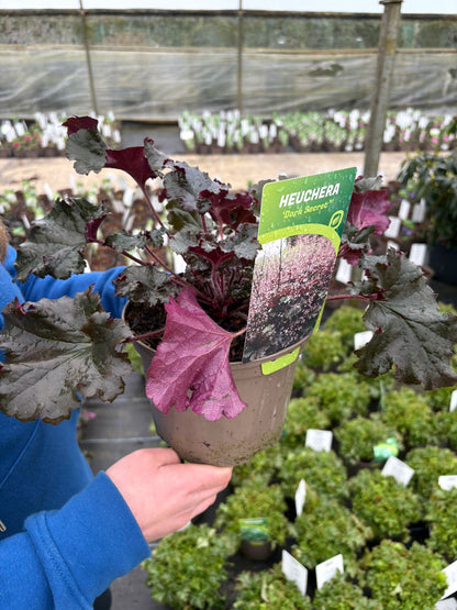 Heuchera Black Beauty 2 Litre Pot