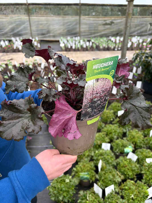 Heuchera Black Beauty 2 Litre Pot