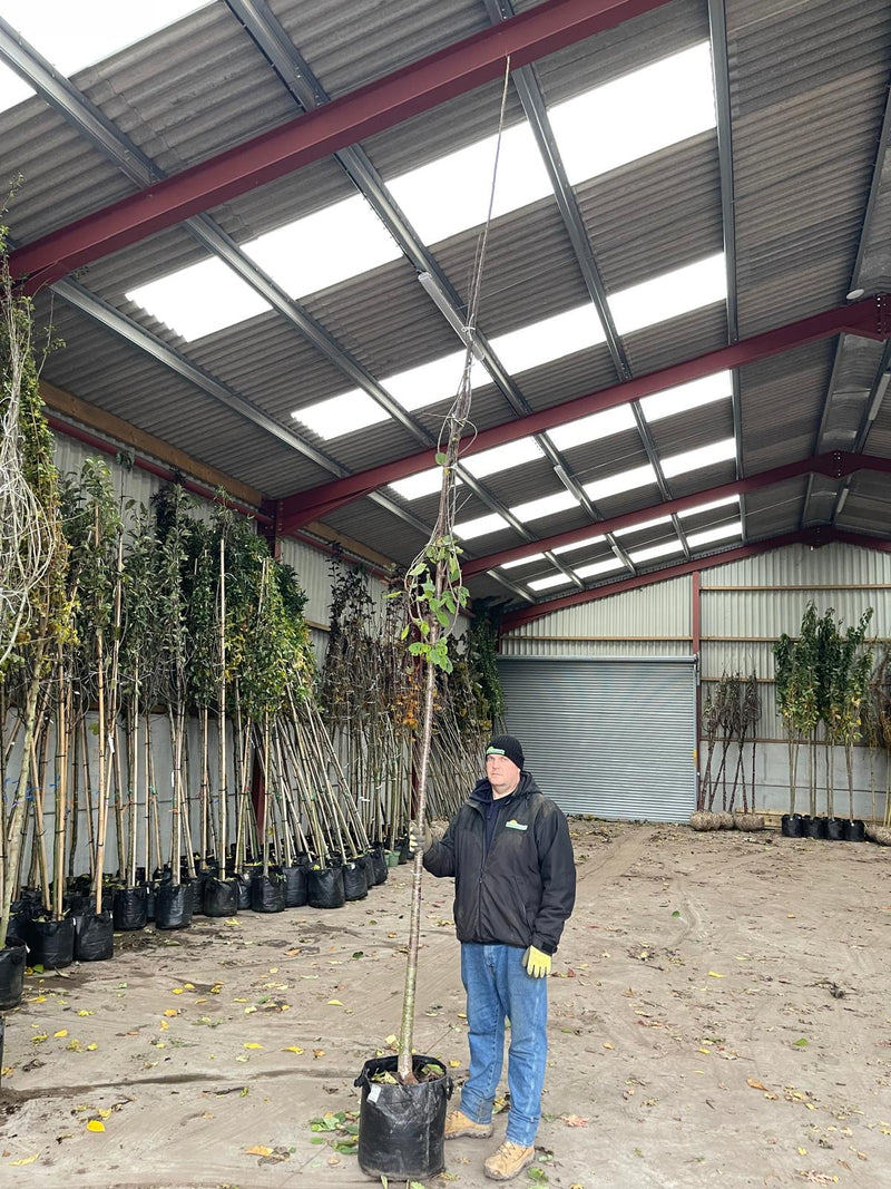 Prunus Avium 12/14cm Girth 50 Litre Pot Extra Heavy Standard