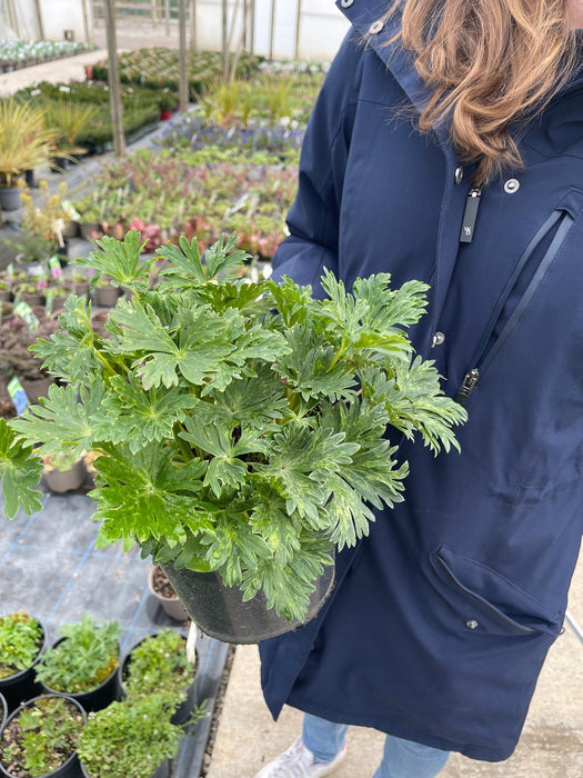Aconitum Carmichaelii Cloudy 3 Litre Pot