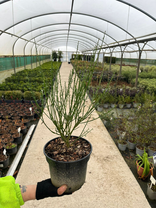 Cytisus La Coquette 3 Litre Pot