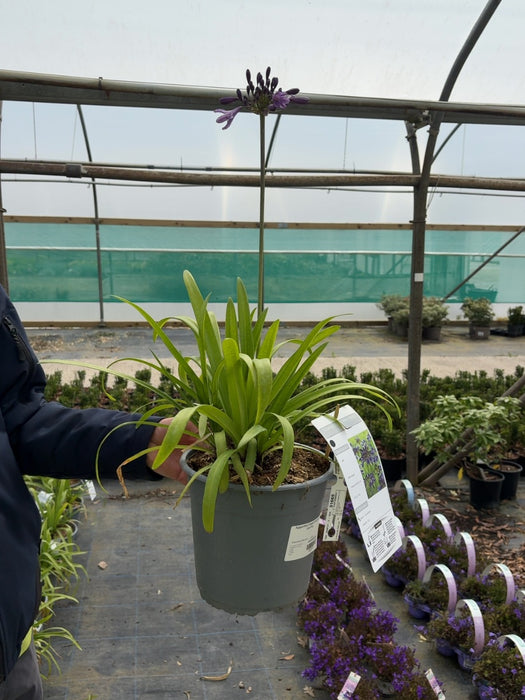 Agapanthus Poppin Purple 4.5 Litre Pot