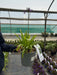 Agapanthus Poppin Purple 4.5 Litre Pot