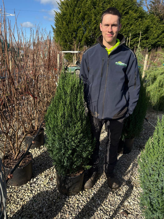 Juniperus Chinensis Stricta 20 Litre Pot 80/100cm