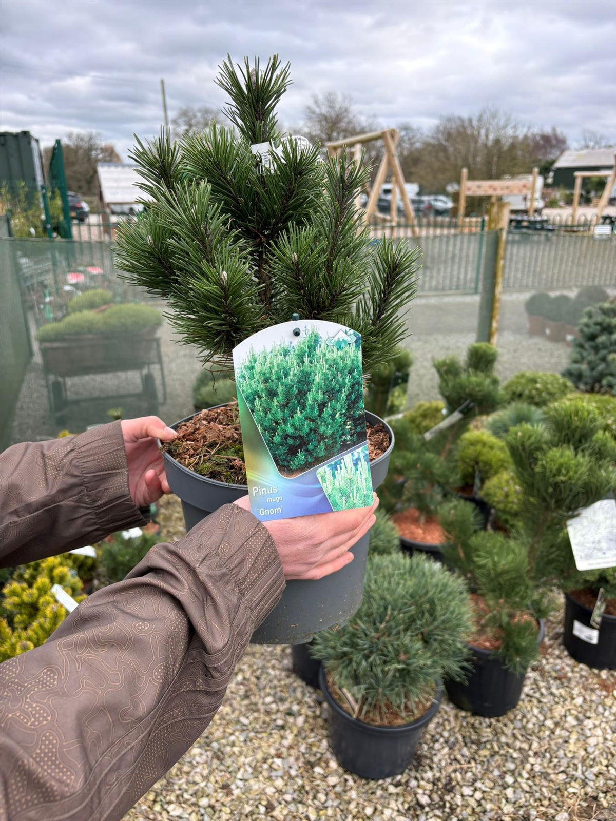 Pinus Mugo Gnom 5 Litre Pot