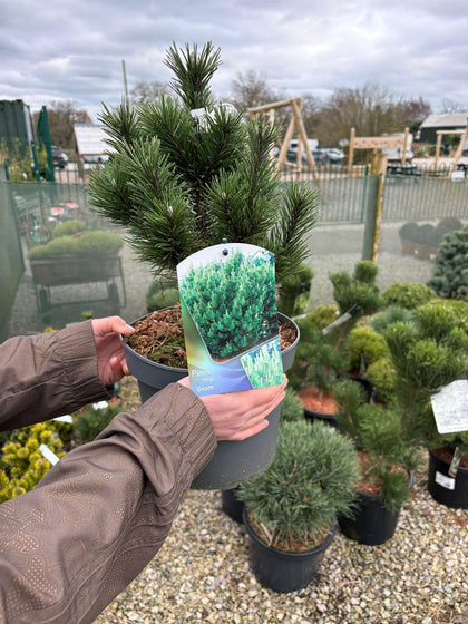 Pinus Mugo Gnom 5 Litre Pot