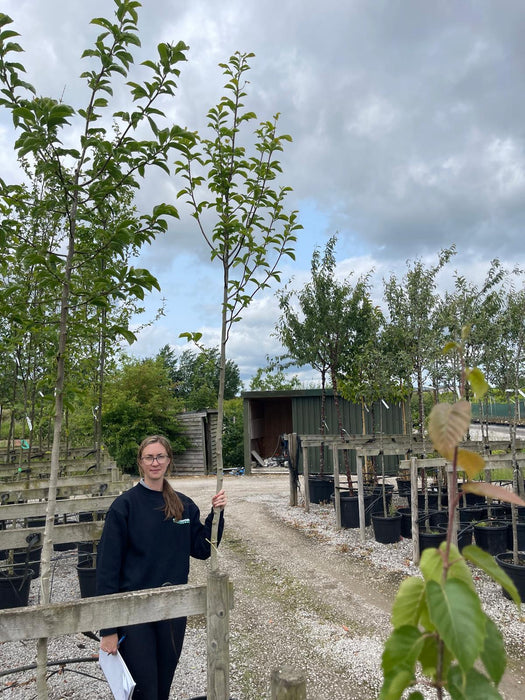 Magnolia Kobus 8-10cm Girth Standard Rootballed