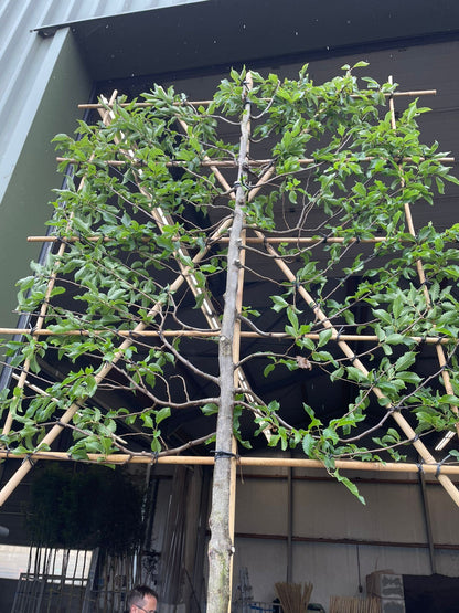 Carpinus B. Pleached Std 10/12cm G, 150cm Stem, 140cm H x 120cm W Frame