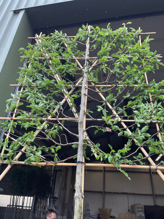 Carpinus Betulus Pleached Standard 10/12cm Girth, 150cm Stem, 140cm Tall x 120cm Wide Frame