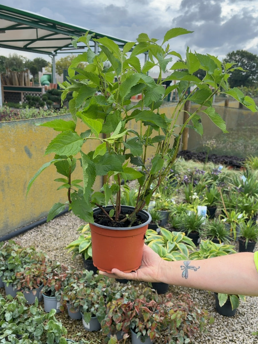 Eupatorium Purpurea 2 Litre Pot