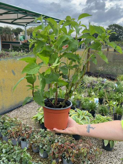 Eupatorium Purpurea 2 Litre Pot