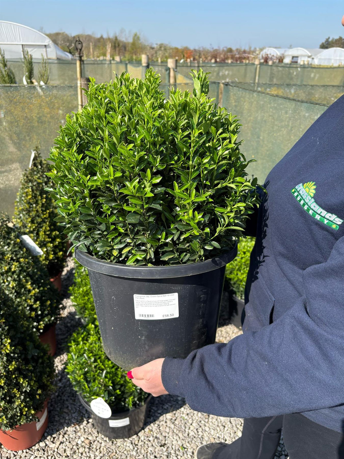 Euonymus Jap. Green Spire Ball 12 Litre Pot 35cm