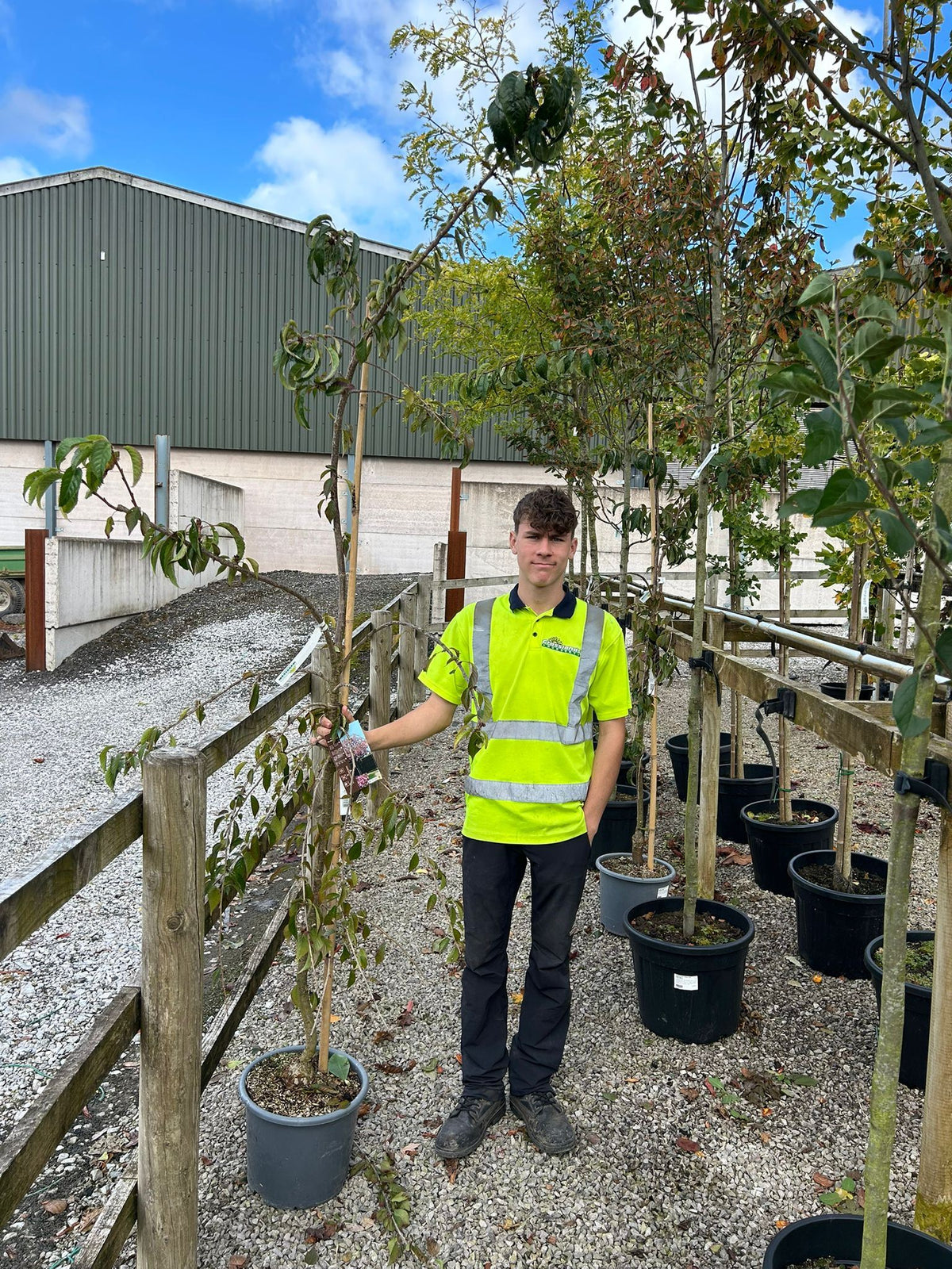 Prunus Kiku Shidare Zakura 15 Litre Pot