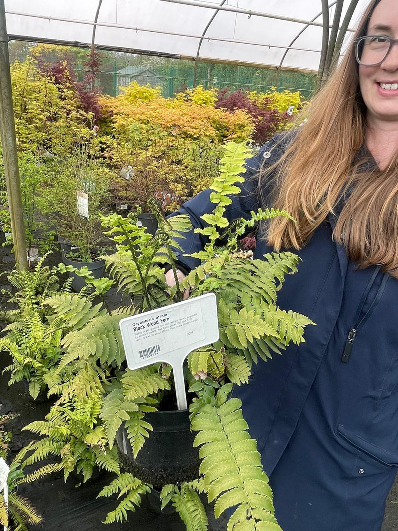 Dryopteris Atrata 3 Litre Pot
