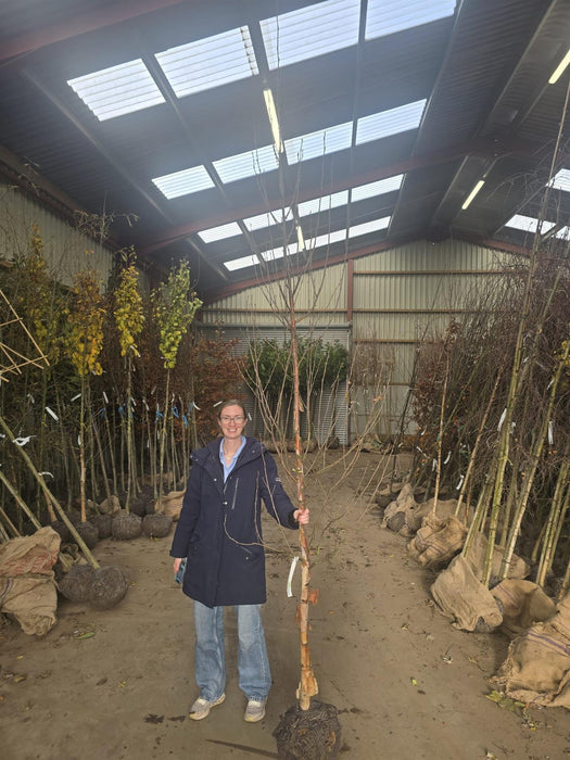 Betula ermanii Holland Standard 8-10cm Girth Rootballed