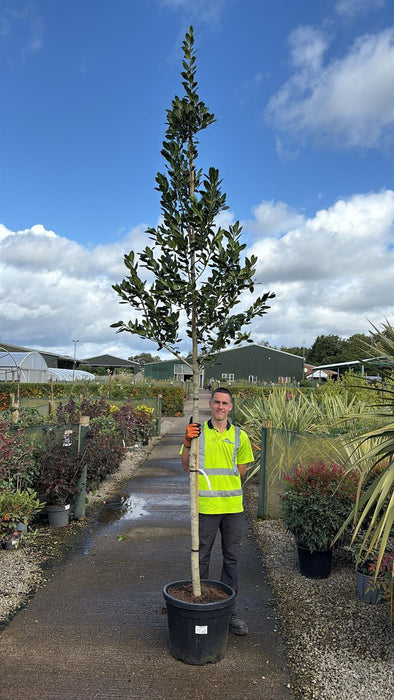 Ilex Nellie Stevens 3/4 Standard 45 Litre Pot 12/14cm Girth