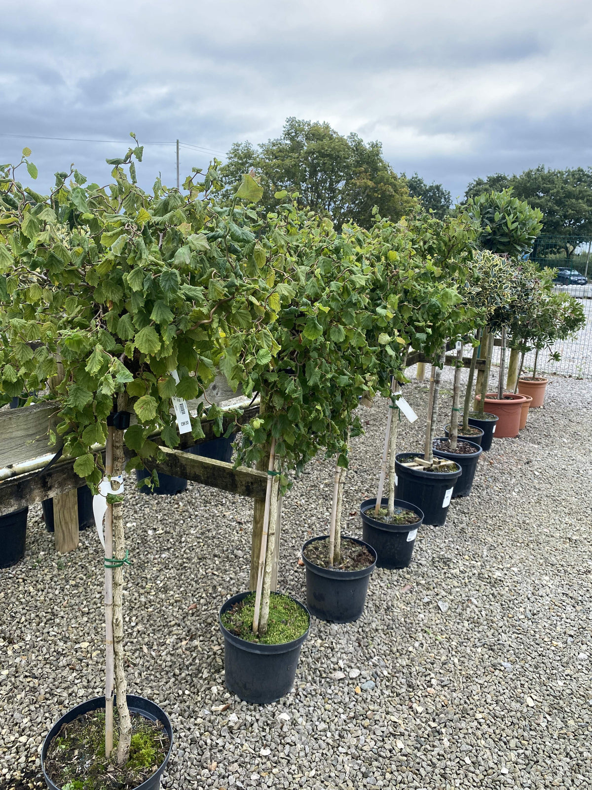 Corylus Av. Scooter 10 Litre Pot 1/2 Stndard