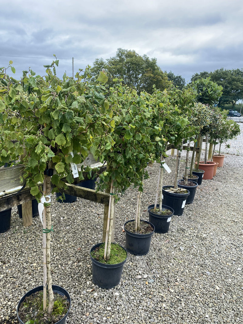 Corylus Av. Scooter 10 Litre Pot 1/2 Stndard