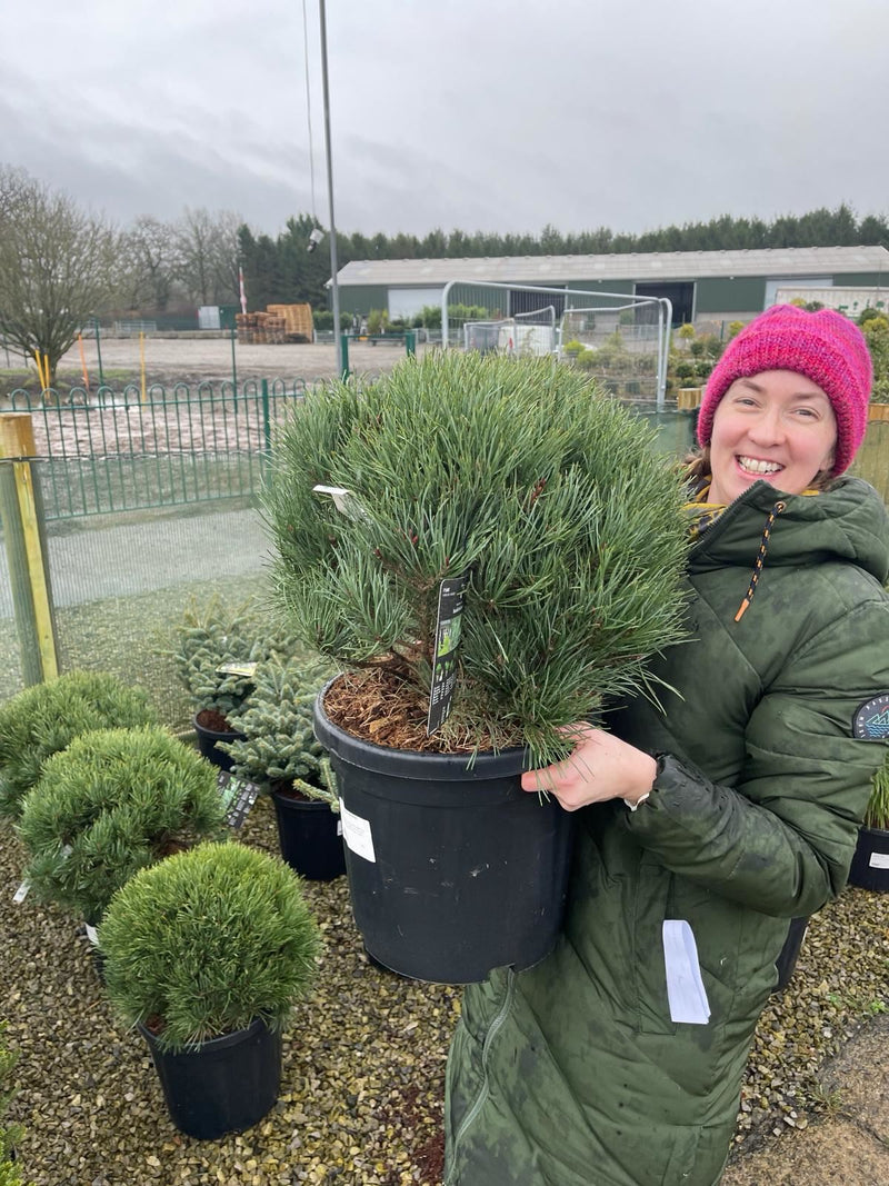 Pinus Sylvestris Watereri 25 Litre Pot