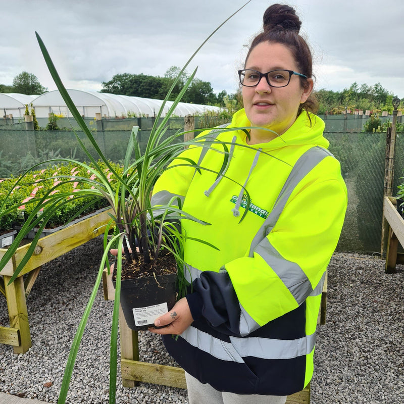 Agapanthus Northern Star 2 Litre Pot