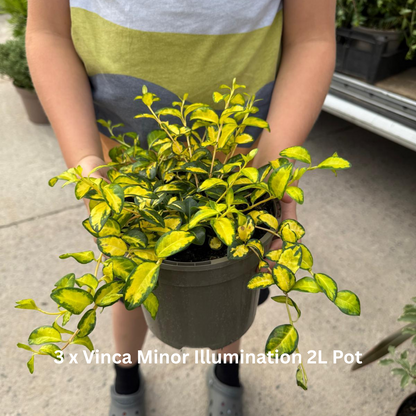 12 x Hardy Shade Loving Shrub Border Pack