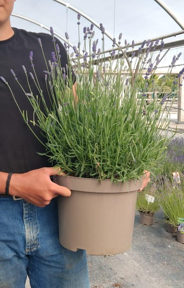Lavender Angustifolia Hidcote 10 Litre Pot