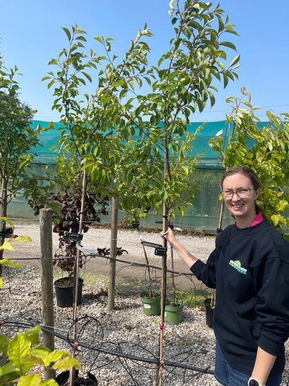 Cherry Morello 10 Litre Pot Half Standard Delivery Feb/March