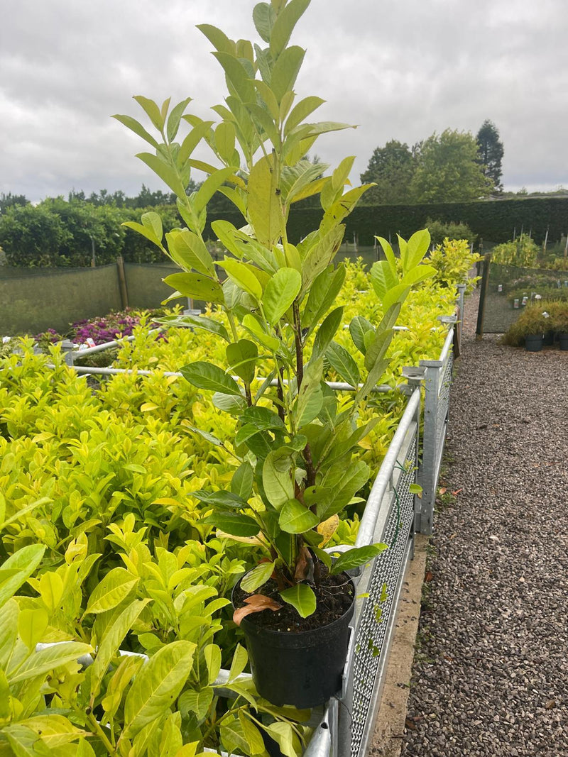 Cherry Laurel Hedging 60/80cm 3 Litre Clearance x 50