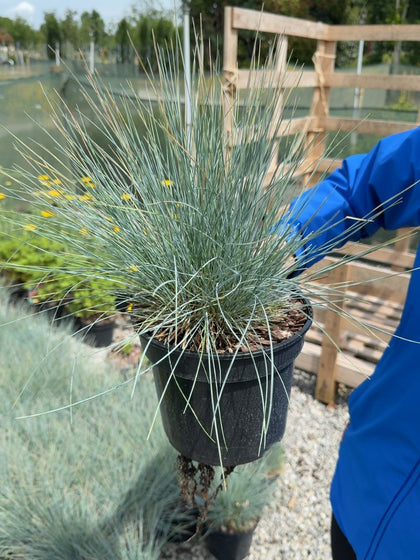 Festuca Compact Blue 3 Litre Pot