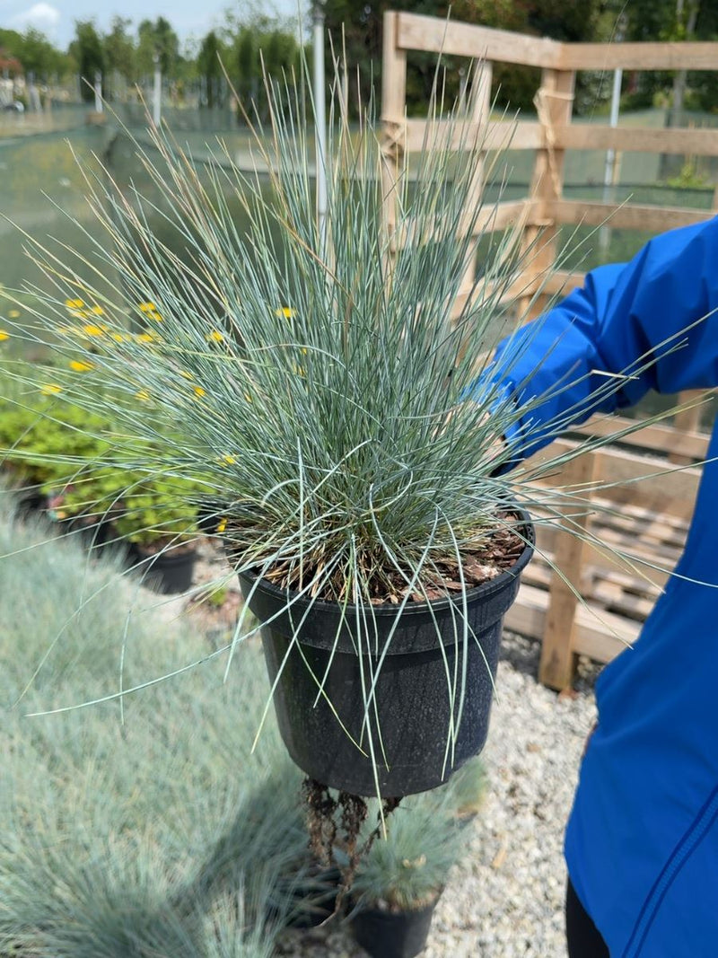 Festuca Compact Blue 3 Litre Pot