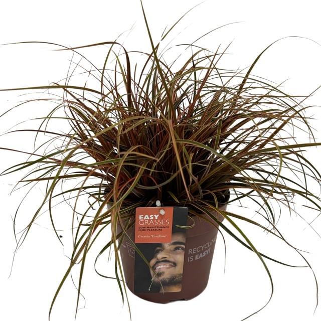 Uncinia Rubra Everflame 2 Litre Pot